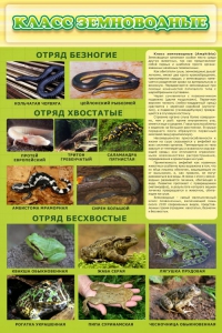 Стенд "Класс земноводные" - fgospostavki.ru - Королёв