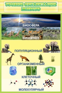 Стенд "Уровни организации живого" - fgospostavki.ru - Королёв