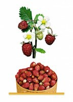 Комплект карточек "Запоминай, играй, считай" - Ягоды - fgospostavki.ru - Королёв