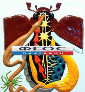 Модель барельефная "Внутреннее строение жука" - fgospostavki.ru - Королёв