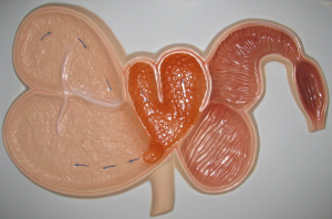 Модель барельефная "Желудок жвачного животного" - fgospostavki.ru - Королёв