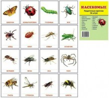Раздаточные карточки "Насекомые" - fgospostavki.ru - Королёв