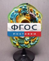 Модель "Клетка растения" - fgospostavki.ru - Королёв