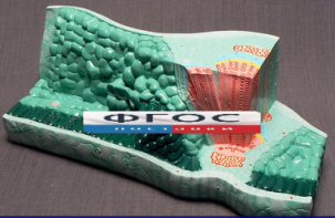 Модель "Структура листа" - fgospostavki.ru - Королёв