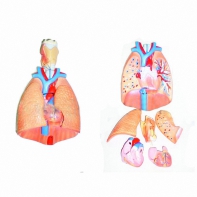 Модель "Система органов дыхания" - fgospostavki.ru - Королёв