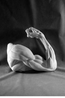 Рука согнутая в локте (гипс) - fgospostavki.ru - Королёв