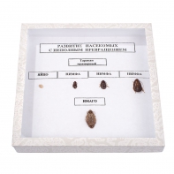 Коллекция "Развитие насекомых с неполным превращением" - fgospostavki.ru - Королёв