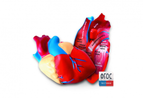 Модель сердца человека (анатомическая) - fgospostavki.ru - Королёв