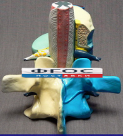 Модель "Части позвоночника человека" - fgospostavki.ru - Королёв