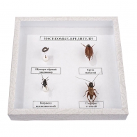 Коллекция энтомологическая "Насекомые вредители" - fgospostavki.ru - Королёв