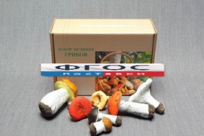 Набор муляжей грибов - fgospostavki.ru - Королёв