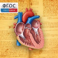 Анатомия (Цифровой атлас школьника) - fgospostavki.ru - Королёв