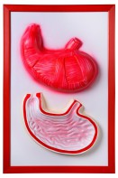 Барельефная модель "Желудок" - fgospostavki.ru - Королёв