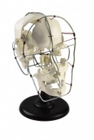 Кости черепа человека смонтированные - fgospostavki.ru - Королёв