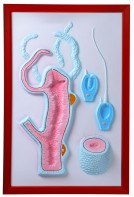 Барельефная модель "Строение гидры" - fgospostavki.ru - Королёв