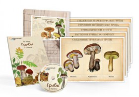 Комбинированное наглядное пособие  «Грибы» - fgospostavki.ru - Королёв