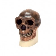 Модель черепа синантропа - fgospostavki.ru - Королёв