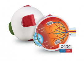 Модель глаза человека (анатомическая) - fgospostavki.ru - Королёв