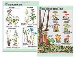 Комплект таблиц "Окружающий мир. Грибы. Растительный мир" (12 таблиц, А1, ламинированные) - fgospostavki.ru - Королёв