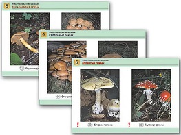 Комплект таблиц раздаточных "Грибы съедобные и несъедобные" (цветные, ламинированные, А4, 8 штук) - fgospostavki.ru - Королёв