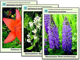 Гербарий фотографический "Основные группы растений" - fgospostavki.ru - Королёв