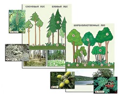 Гербарий фотографический "Растительные сообщества. Лес" (раздаточный) - fgospostavki.ru - Королёв