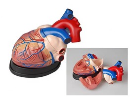 Модель сердца в разрезе (демонстрационная) - fgospostavki.ru - Королёв