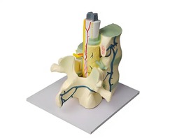 Модель части позвоночника человека - fgospostavki.ru - Королёв
