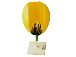 Модель цветка тюльпана - fgospostavki.ru - Королёв