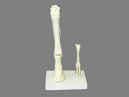 Модель "Скелет конечностей лошади и овцы" (на подставке) - fgospostavki.ru - Королёв