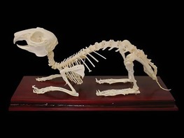 Скелет кролика - fgospostavki.ru - Королёв