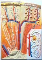 Модель барельефная "Почка" (макро-микростроение) - fgospostavki.ru - Королёв