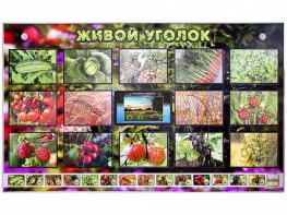 Комплект оборудования "Живой уголок" (растения) с тифлопереводом и сурдокомментариями - fgospostavki.ru - Королёв