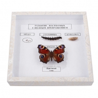 Коллекция энтомологическая "Развитие насекомых с полным превращением" - fgospostavki.ru - Королёв