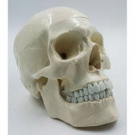 Модель "Череп" (белый) - fgospostavki.ru - Королёв