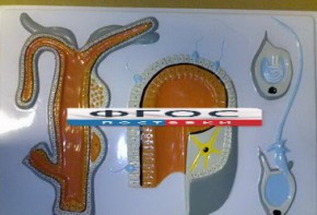 Модель барельефная "Внутреннее строение гидры" - fgospostavki.ru - Королёв