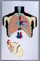 Модель барельефная "Строение легких" - fgospostavki.ru - Королёв