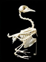 Скелет голубя - fgospostavki.ru - Королёв