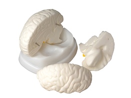 Модель мозга в разрезе - fgospostavki.ru - Королёв