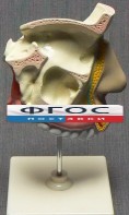 Модель "Разрез носоглотки" - fgospostavki.ru - Королёв
