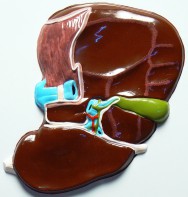 Модель барельефная "Печень" (висцеральная поверхность) - fgospostavki.ru - Королёв