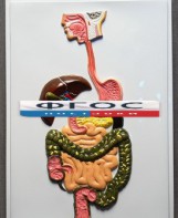 Модель барельефная "Пищеварительный тракт" - fgospostavki.ru - Королёв