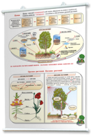 Плакаты по природоведению 2-3 классы. Для оформления кабинета. - fgospostavki.ru - Королёв