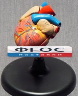 Модель "Сердце" (лабораторная) - fgospostavki.ru - Королёв