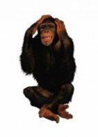 Комплект карточек "Запоминай, играй, считай" - Дикие животные - fgospostavki.ru - Королёв