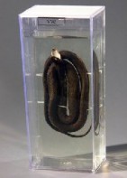 Влажный препарат "Уж" - fgospostavki.ru - Королёв