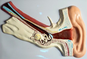 Модель барельефная "Ухо человека" (часть 1) - fgospostavki.ru - Королёв