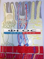 Модель барельефная "Ворсинка кишечная с сосудистым руслом" - fgospostavki.ru - Королёв