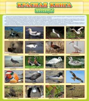 Стенд "Красная книга - птицы" - fgospostavki.ru - Королёв