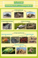 Стенд "Класс пресмыкающиеся" - fgospostavki.ru - Королёв